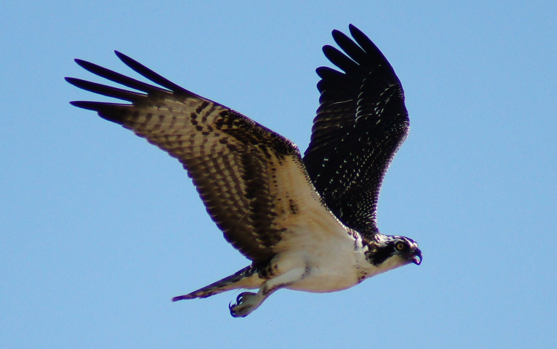 Birds Of Prey: Hawks, Eagles, Falcons, and Vultures of North America